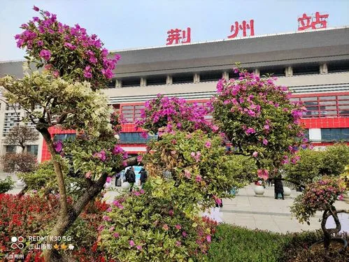 沙湾镇到荆州物流公司-沙湾镇至荆州危险品运输专线-提供全新电动车托运服务理念